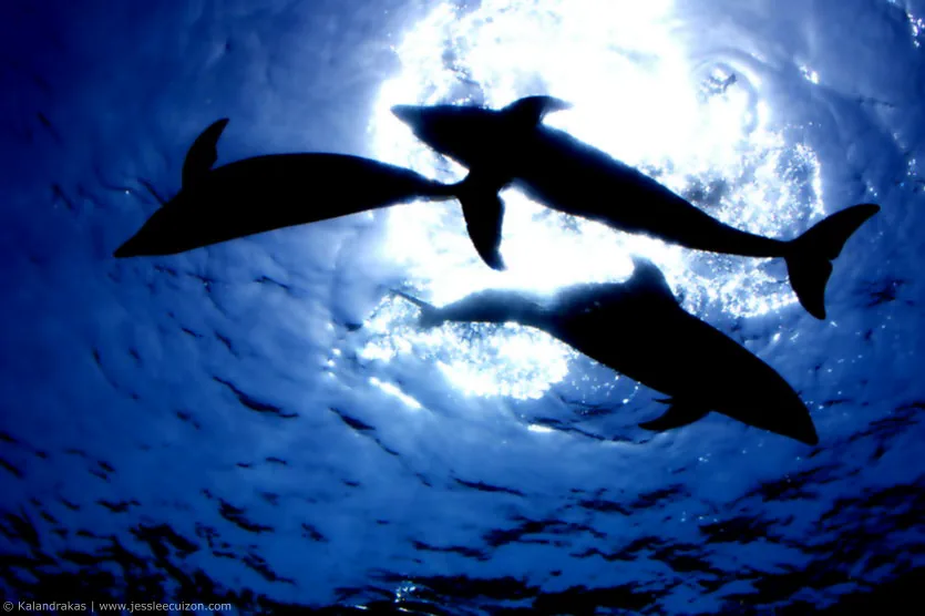 โซน aquarium ของ Yokohama Hakkeijima Sea Paradise เป็นแกนที่มีความเสี่ยงจากสภาพอากาศต่ำกว่าการพึ่งเครื่องเล่นกลางแจ้งเพื่อคืนทุน One-Day Pass