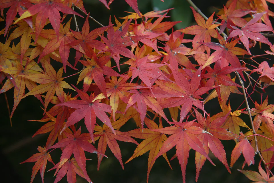 ใบไม้เปลี่ยนสีใน Okayama Korakuen ซึ่งควรตรวจสภาพจริงใกล้วันเดินทางแทนการถือวันจัดไฟเป็นวันพีกแน่นอน