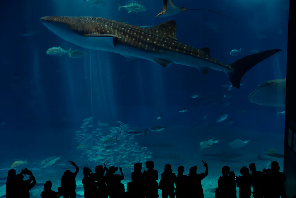 โอกินาวะควรจองกิจกรรมอะไร｜Churaumi, Blue Cave, Kerama หรือเที่ยวแบบไม่ลงน้ำ