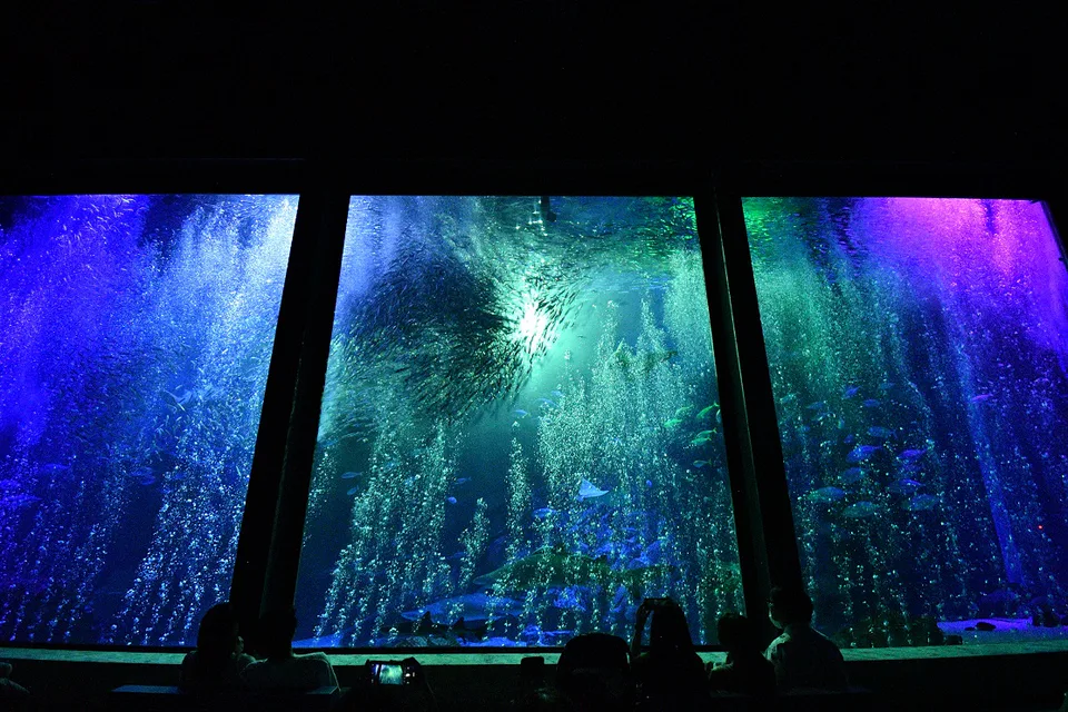 คุ้มค่าหรือไม่กับฟุกุโอกะ Marine World Uminonakamichi｜¥2,500 ก็ซื้อได้ไม่ยาก สิ่งที่ต้องจ่ายจริงคือเวลารถไฟและการเดินทางครึ่งวัน