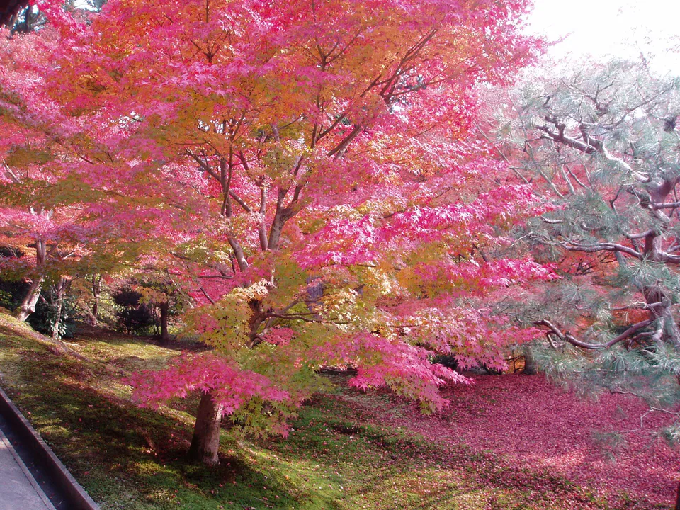 Tofukuji, Fushimi Inari และ Uji ใน 1 วันได้ไหม? เลือก 2 จาก 3 จะเที่ยวดีกว่า