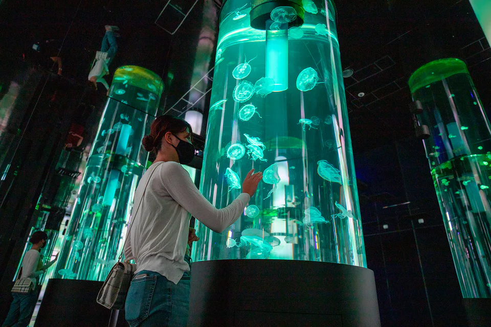 โซนแมงกะพรุนและแสงภายใน DMM Kariyushi Aquarium