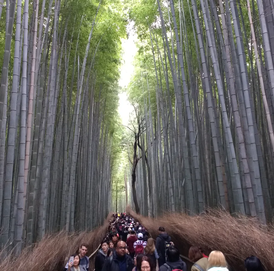 Arashiyama Bamboo Grove ในเส้นทางเกียวโตวันเดียว โดยควรตัด Fushimi Inari เพื่อไม่ข้ามเมืองซ้ำ