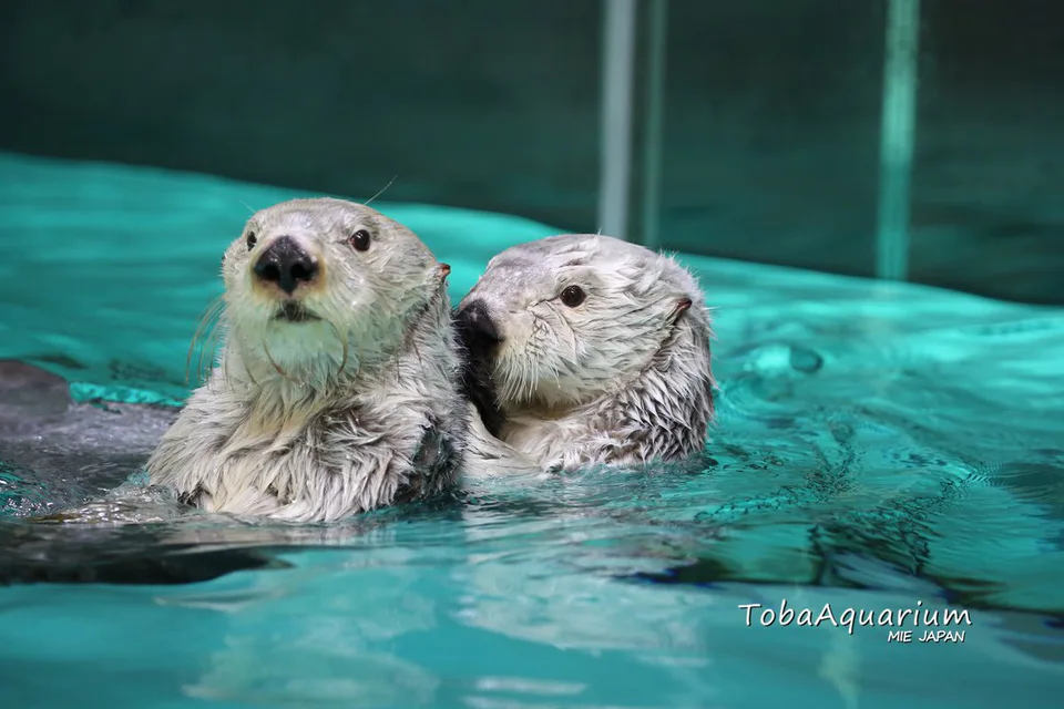 นากทะเล Mei และ Kira ที่ Toba Aquarium