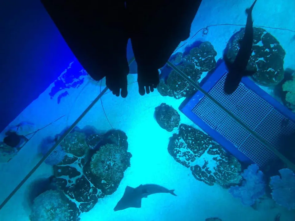 DMM Kariyushi Aquarium กระจกพื้นใสที่นักท่องเที่ยวมองลงไปดูฝูงปลาในอ่างน้ำขนาดใหญ่จากด้านบน
