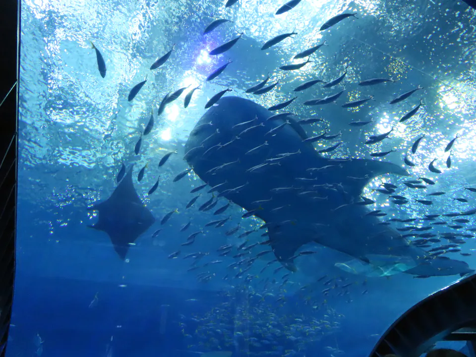 Blue Cave โอกินาว่าเลือกทัวร์ไหนดี?｜เรือ vs ฝั่ง และ 3 ผู้ให้บริการ