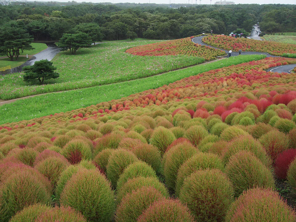 Hitachi Seaside Park kochia 2026｜ควรไปตอนเขียว ไล่สี แดง หรือทอง