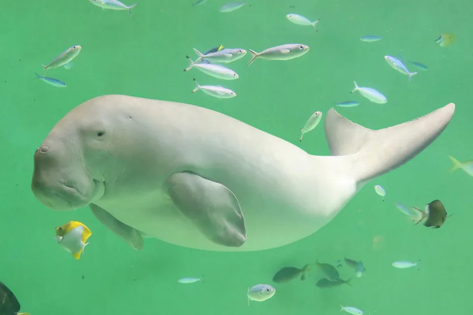 Toba Aquarium คุ้มไหม? ¥2,800 อย่าไปเพื่อนากทะเลอย่างเดียว—พะยูน Serena ต่างหากที่แทนยาก